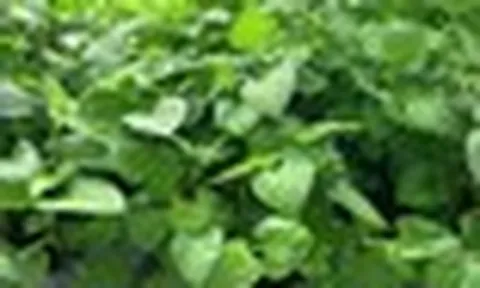 Tin vui cho những người đang trồng rau diếp cá