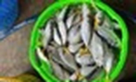 3 loại cá tốt bậc nhất cho người mỡ máu cao, ngừa bệnh tim: Chợ Việt cực sẵn nhưng nhiều người chưa biết mà ăn!