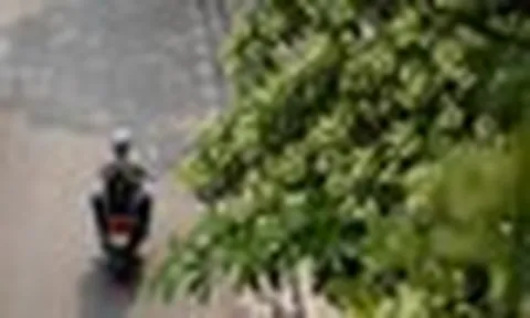Vì sao mùi hoa sữa gây đau đầu, buồn nôn? Những người nào cần tránh loại hoa này càng nhiều càng tốt?
