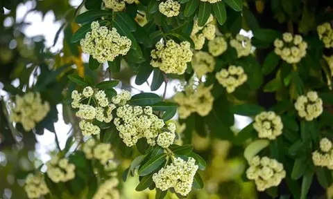 Ai cần chủ động tránh mùi hoa sữa?