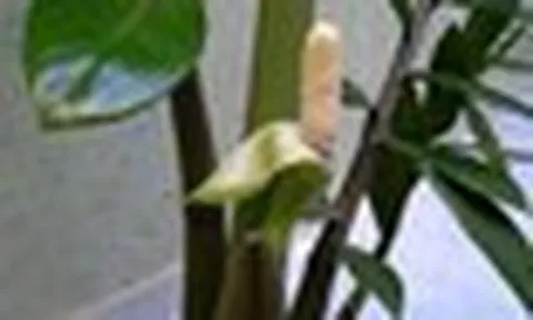 5 cây cảnh ra hoa là có lộc, báo hiệu phong thủy cát lành, quý nhân tìm đến tận cửa