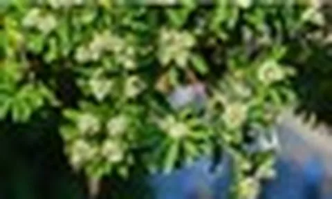 Truyền thuyết đáng sợ 'cây của quỷ' và biểu tượng linh thiêng gắn với hoa sữa