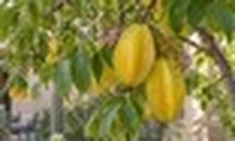 5 lý do gia đình có sân vườn nên trồng một cây khế trước nhà: Lý do cuối liên quan đến phong thủy