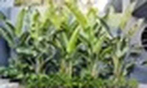 Vì sao ông bà dặn con cháu: "Trước trồng cau, sau trồng chuối"?