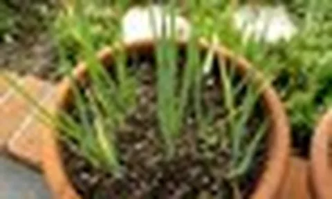 3 loại rau nhất định nên trồng 1 chậu trong nhà: Hái ăn quanh năm