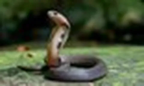 3 cách đơn giản làm rắn không dám đến gần nhà