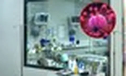 Ghi nhận 7 ca tử vong do não mô cầu trong hơn 10 tháng: Một nhóm tuổi có tỷ lệ mang vi khuẩn lên đến 24%