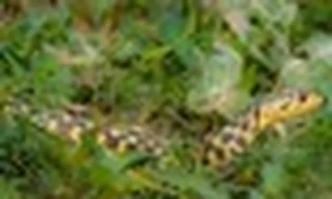 7 dấu hiệu trong sân vườn cảnh báo có rắn đang trú ngụ: Nhiều người không biết