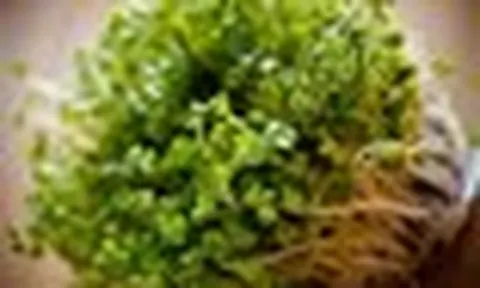 Tháng 10-11, gieo 3 loại rau này, chỉ 7 -14 ngày đã có rau ăn, phù hợp trồng tại nhà