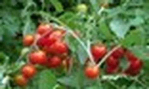 Loại quả dân dã bán đầy chợ có thể giúp giảm 11,42% mỡ gan sau 6 tuần