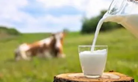 Sữa tươi mở nắp để được bao lâu?