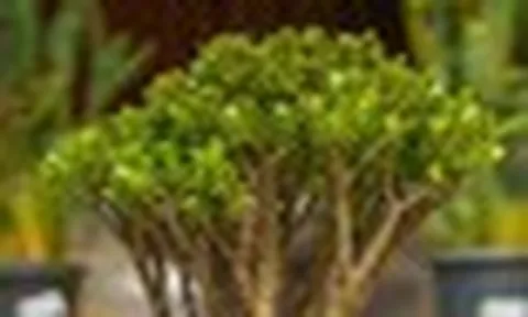 5 loại cây được ví như “nam châm hút tài lộc”: Vừa đẹp, vừa dễ trồng