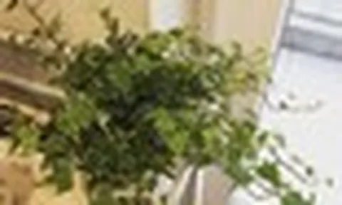 5 "người hùng xanh" NASA khuyên trồng trong nhà: Hút Formaldehyde mà WHO công bố gây ung thư