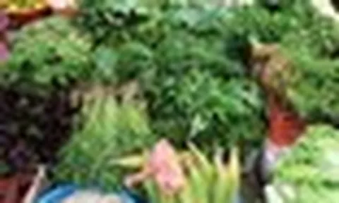 6 loại rau ít ngậm thuốc trừ sâu, vừa ngon vừa rẻ, dễ tìm mua ở chợ Việt