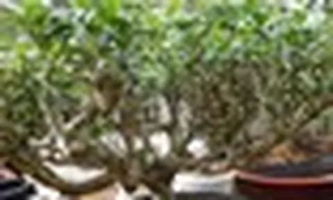 Nhiều gia đình trồng một cây chè trong nhà: Hóa ra không chỉ để lấy lá