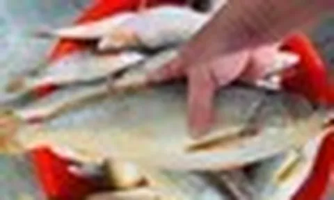 Chủ cửa hàng hải sản 20 năm tiết lộ: 5 loại cá hoang dã giàu dinh dưỡng, không thể nuôi được, thấy phải mua ngay!
