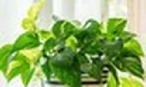 Trồng cây trầu bà trong nhà, chớ nên đặt ở vị trí này kẻo "hao tài, tán lộc"