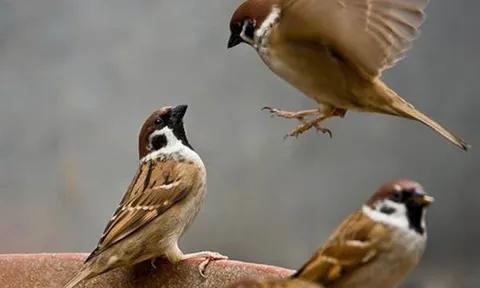 Đừng quên "Định luật chim sẻ" để sống thoải mái khi về già