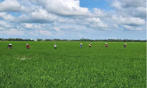 Thúc đẩy đầu tư sáng tạo theo phương thức đối tác Công - Tư trong canh tác lúa bền vững ở ĐBSCL