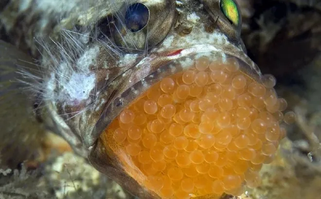 Ăn trứng cá cảnh, 13 người ở Thanh Hóa nhập viện gấp